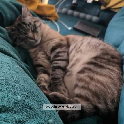 Photo 2/2 Chamallow Chat lost in Oree d anjou