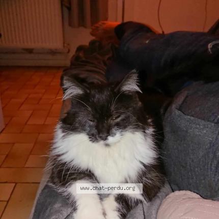 Photo 1/1 Luffy Chat lost in Lys lez lannoy