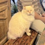 Picture of cat lost at Tourlaville