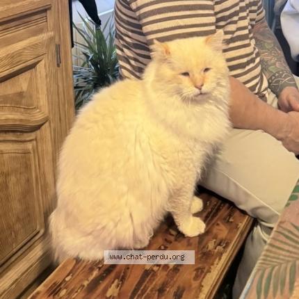 Photo 1/1 Oslow Chat lost in Tourlaville