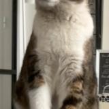 Picture of cat lost at Nancy