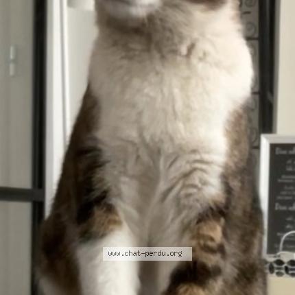 Photo 1/1 Chat Chat lost in Nancy