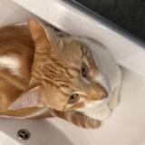 Picture of cat lost at Tarbes