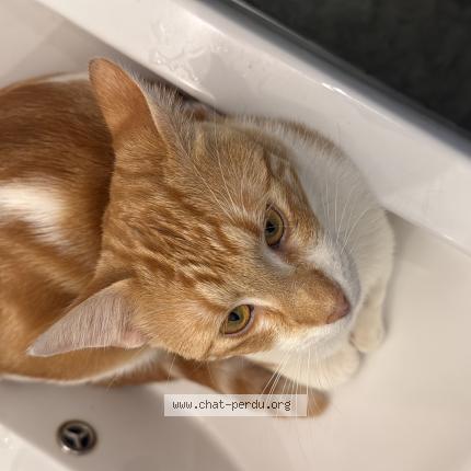 Photo 1/1 mitsuki Chat lost in Tarbes