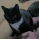 Picture of cat lost at Arbois