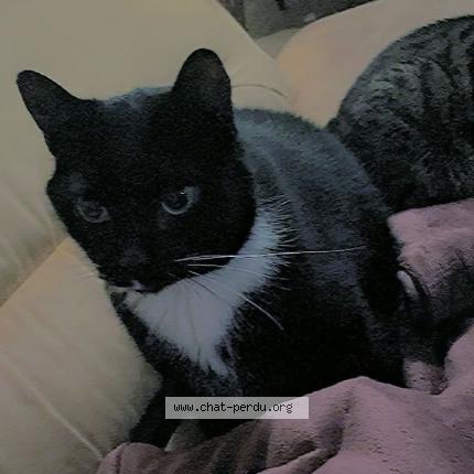 Photo 1/1 Ponpon Chat lost in Arbois