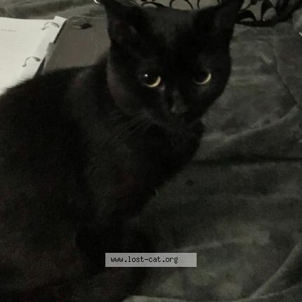 Photo 1/1 Pearl Chat lost in Florence