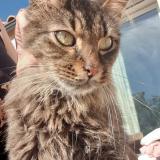 Picture of cat lost at Cruscades