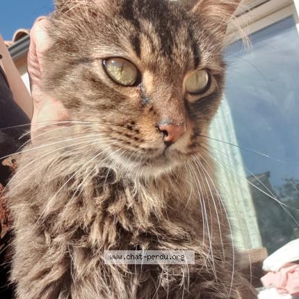 Photo 1/1 Winnie Chat lost in Cruscades