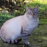 Picture of cat found at La Hague