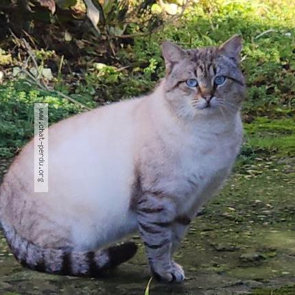 Photo 1/1 Found cat Found in La hague