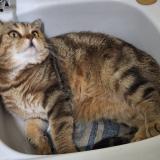 Picture of cat lost at Boulogne Billancourt