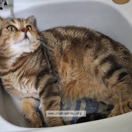 Photo 1/1 Cat reunited Lost in Boulogne billancourt