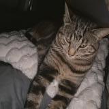 Picture of cat lost at Grandvillars