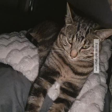 Photo 1/2 Smoky Chat lost in Grandvillars