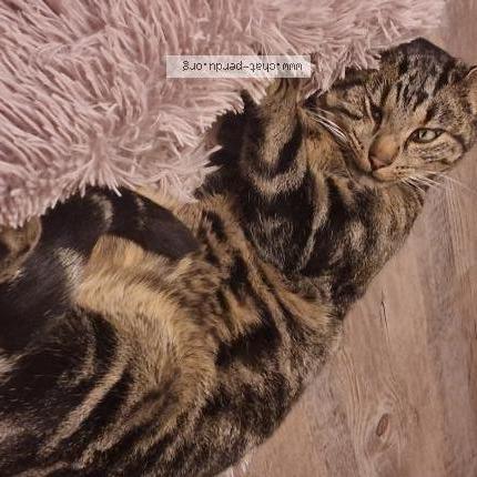 Photo 2/2 Smoky Chat lost in Grandvillars