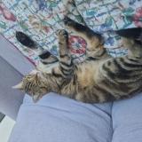 Picture of cat lost at Toulouse