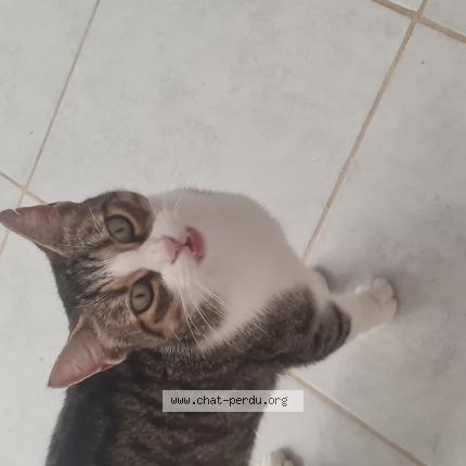 Photo 1/1 Princesse Chat lost in Bages