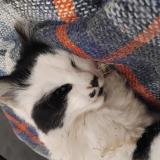 Picture of cat found at Arbouville