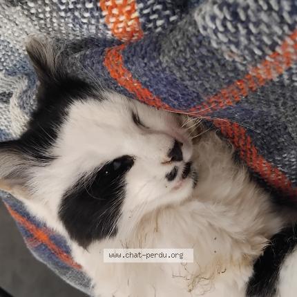 Photo 1/1 Found cat Found in Arbouville