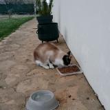 Picture of cat found at Sancergues