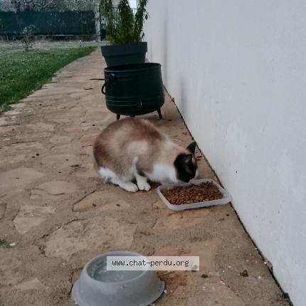 Photo 1/1 Found cat Found in Sancergues