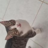 Picture of cat lost at Bages