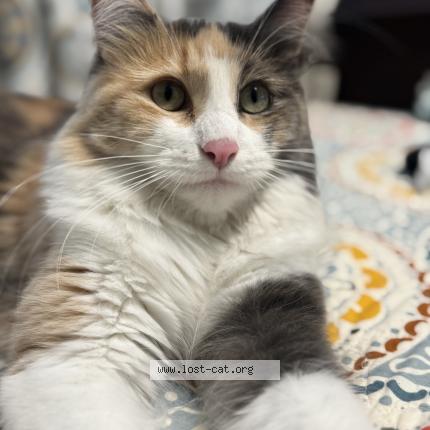 Photo 1/1 Reunited cat Lost in Chicago