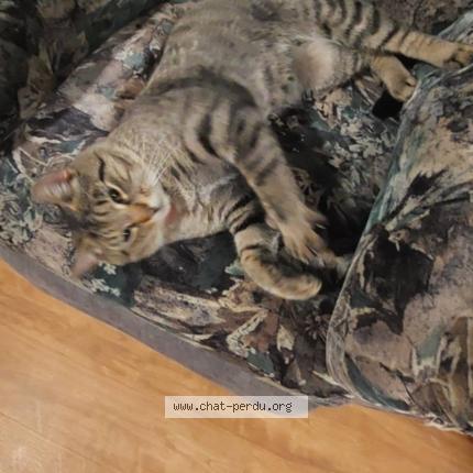 Photo 1/1 Moufasa Chat lost in Trois rivieres