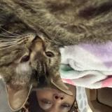 Picture of cat lost at Fort Pierce