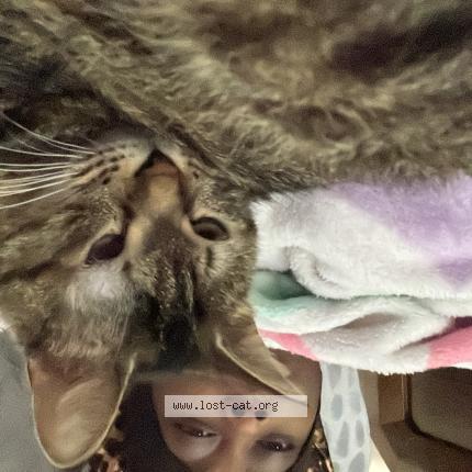 Photo 1/1 Gemma Chat lost in Fort pierce