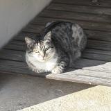 Picture of cat lost at Mont De Marsan