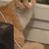 Picture of cat found at Toulouse