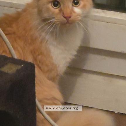 Photo 1/1 Found cat Found in Toulouse