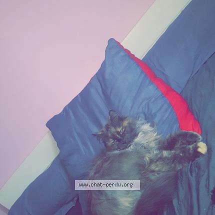 Photo 1/1 Youna Chat lost in Vaison la romaine