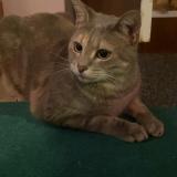 Picture of cat lost at Nimes