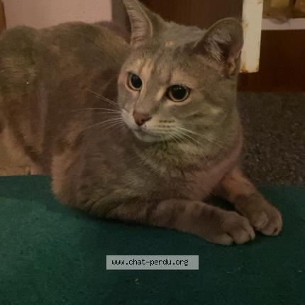 Photo 1/1 pissou Chat lost in Nimes