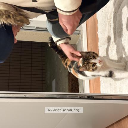 Photo 1/1 Found cat Found in Toulouse