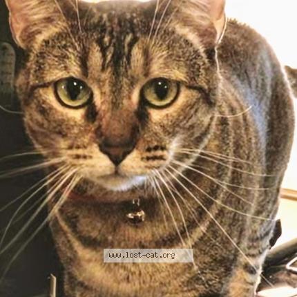 Photo 1/1 Munchies Chat lost in Corona