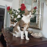 Picture of cat lost at Garches