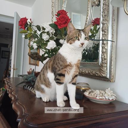 Photo 1/1 Tito Chat lost in Garches