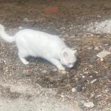 Picture of cat found at Aviles