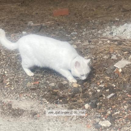 Photo 1/1 Found cat Found in Aviles