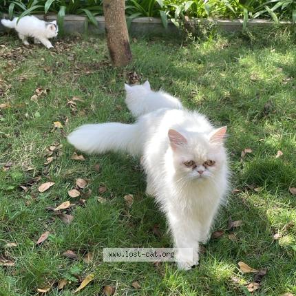 Photo 1/1 Reunited cat Lost in Bangalore