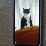 Picture of cat lost at Muret