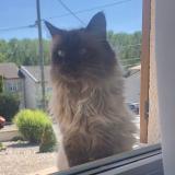 Picture of cat found at Saint Nicolas De Port