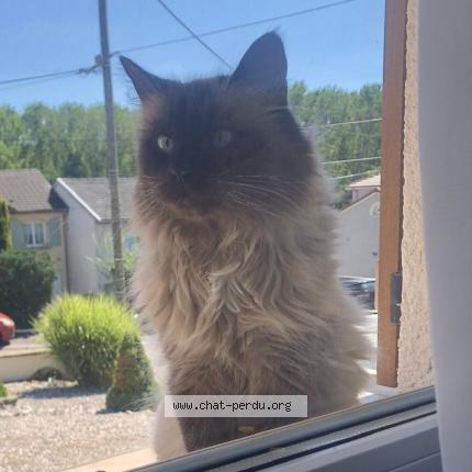 Photo 1/1 Found cat Found in Saint nicolas de port