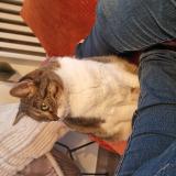 Picture of cat lost at Nice