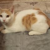 Picture of cat lost at Moussy Le Neuf