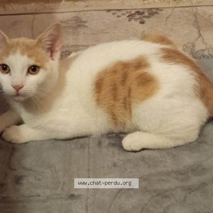 Photo 1/1 Plume Chat lost in Moussy le neuf